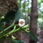 Garcinia densiflora Flower