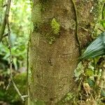 Sloanea guianensis Kôra