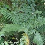 Cyathea arborea Hábito