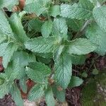 Mentha longifolia Folha