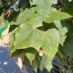 Brachychiton discolor Hoja