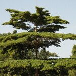 Terminalia ivorensis Yeri