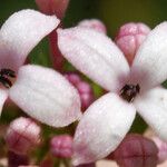 Asperula hirsuta Flower