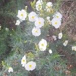 Cistus libanotis Çiçek