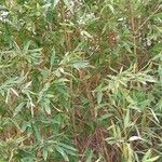 Phyllostachys aurea Hábito