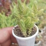 Sedum moranense Leaf