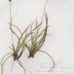 Carex ericetorum Агульны выгляд