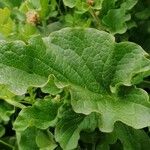 Blitum bonus-henricus Leaf