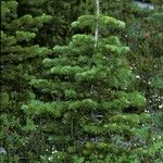 Abies lasiocarpa Libunga