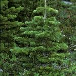 Abies lasiocarpa 整株植物