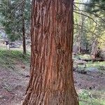 Sequoiadendron giganteumCasca