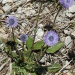 Globularia vulgaris Tervik taim