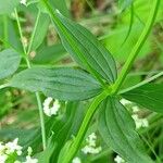 Galium rubioides Ліст