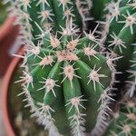 Pachycereus pecten-aboriginum Hoja