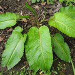 Rumex obtusifoliusLeaf