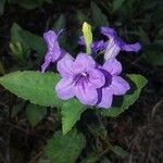 Ruellia parryi Flower