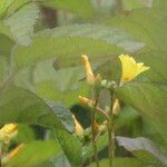 Hypericum elodes 花