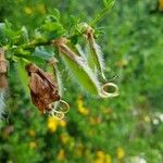 Cytisus arboreus Fruto