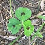 Medicago arabica Blatt