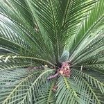 Macrozamia moorei Φρούτο