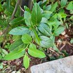 Lonicera caprifolium List