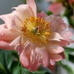 Paeonia mascula പുഷ്പം