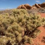 Cylindropuntia echinocarpa ᱥᱟᱠᱟᱢ