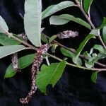 Salix eriostachya
