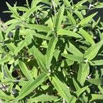 Salvia leucantha 葉