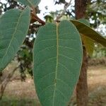 Virola sebifera Leaf