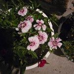 Dianthus chinensis Flower