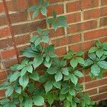 Parthenocissus quinquefolia आदत