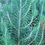 Pinus pinea Natur