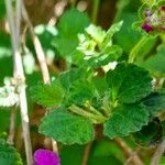 Lantana montevidensis Лист