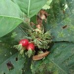 Psychotria globosa Fruto
