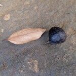 Cryptocarya transversa Fruto