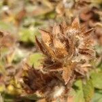 Potentilla nivalis Gyümölcs