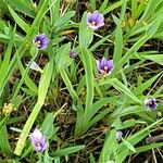 Sisyrinchium idahoense ᱵᱟᱦᱟ