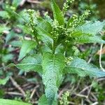 Mercurialis perennis Hoja