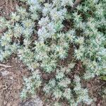 Paronychia polygonifolia Цвят