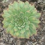 Aeonium lancerottense Blatt