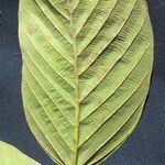Coussapoa villosa Annet