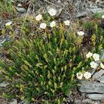 Cistus umbellatus Plante entière