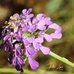 Iberis umbellataFlower