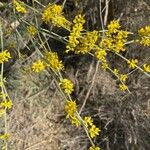 Genista sphaerocarpa Flower