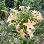 Collomia grandiflora Fiore