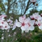 Prunus cerasiferaКвітка