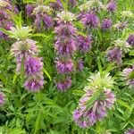 Monarda citriodora Flor