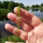 Utricularia vulgaris Лист