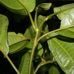 Miconia cooperi Blad